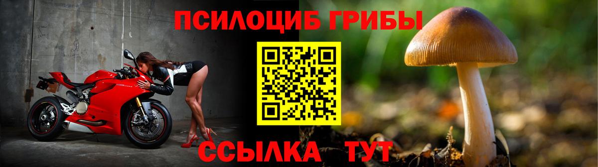 Псилоцибиновые грибы Psilocybe  Вход с VPN  Родники 